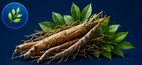 Butcher's Broom Root Extract